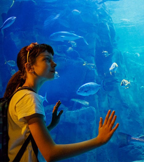 Monterey Bay Aquarium In California