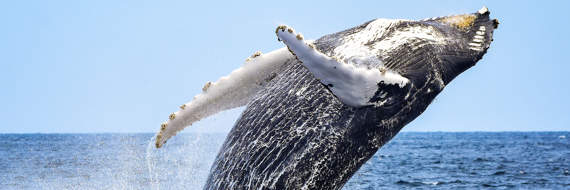 Best Things to do in Monterey - Wave Street Inn