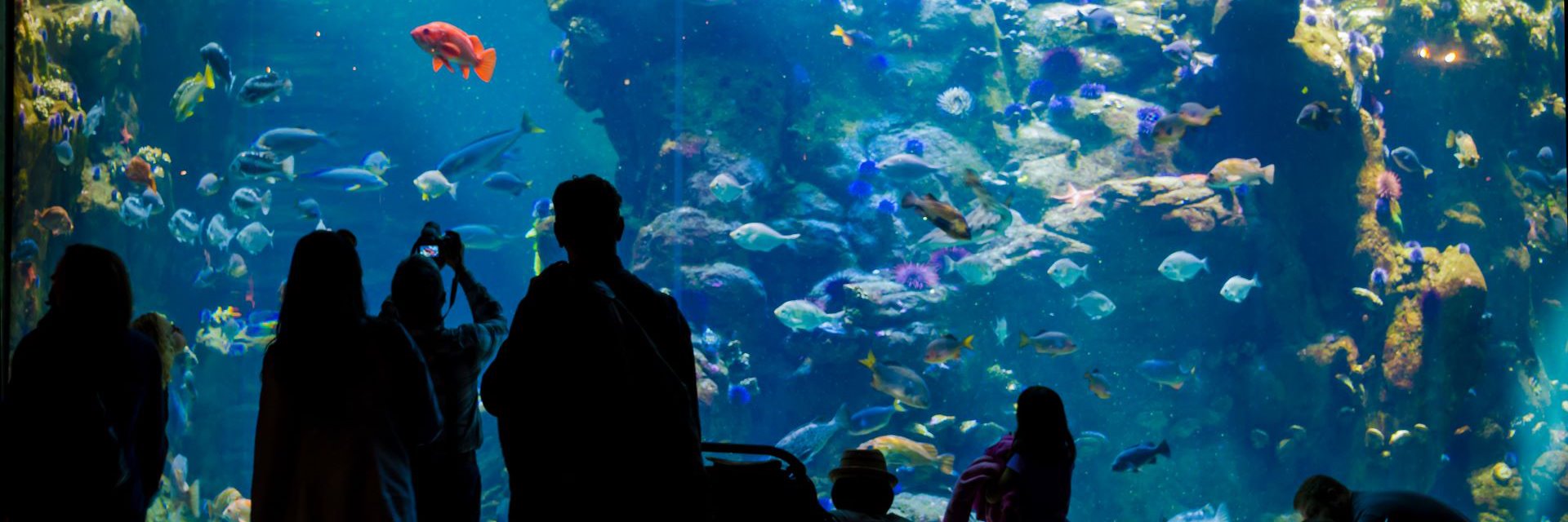 Monterey Bay Aquarium Member Rate At Wave Street Inn Monterey California