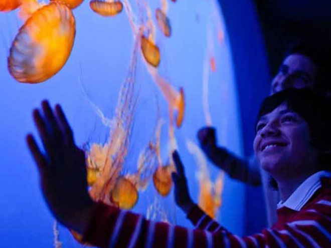 Monterey Bay Aquarium In California
